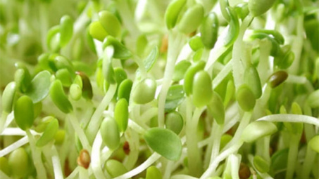Cận cảnh nhà máy trồng rau mầm bằng ánh sáng lớn nhất Nhật Bản