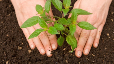 Xây dựng bản đồ đánh giá sự thích nghi của cây trồng đối với đặc tính môi trường đất đai của huyện Thạnh Phú, tỉnh Bến Tre