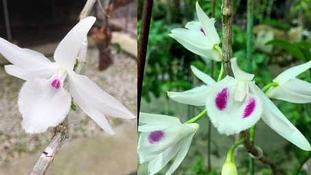 Quản lý thuế với các giao dịch “lan đột biến” thế nào?