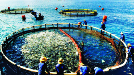 Xây dựng 30 chuỗi sản xuất thủy sản an toàn