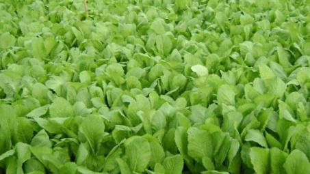 Ảnh hưởng của phân bón lá chiết suất từ dịch thủy phân cá tra lên sự sinh trưởng và phát triển của cây cải xanh