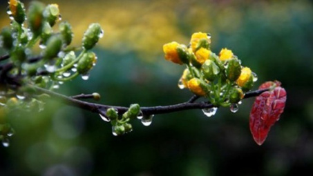 Thời tiết ngày 06-3: Mưa Xuân khắp miền Bắc