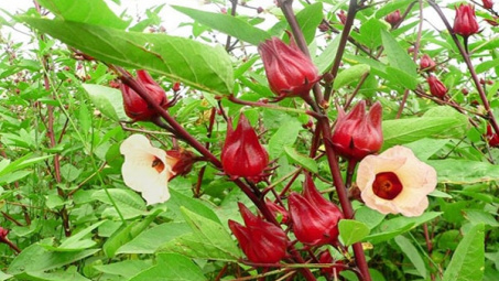 Nghiên cứu tạo giấy pH từ anthocyanin chiết xuất từ hoa atiso đỏ (Hibiscus sabdariffa L.) để ứng dụng trong phân tích và thực phẩm