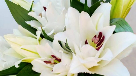 Hoa ly trắng mang ý nghĩa gì?