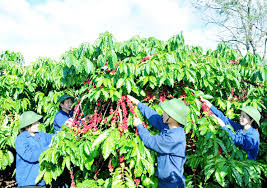 Nâng cao giá trị xuất khẩu sản phẩm chủ lực của Tây Nguyên