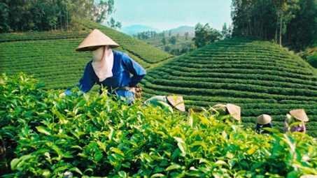 Phân bón Văn Điển góp phần phát triển nông nghiệp bền vững cho đồng bào dân tộc Thái Nguyên