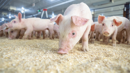 Giá ngũ cốc chạm kỷ lục cao nhất 8 năm, giá thịt được dự báo sẽ tăng cao hơn