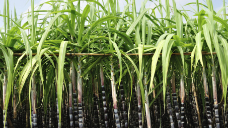 Thái Lan giảm tiêu chuẩn chất lượng của đường nhằm đẩy mạnh xuất khẩu