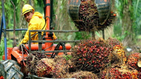 Giá dầu cọ đạt mức cao nhất lịch sử, giá nhiều loại dầu thực vật tăng mạnh