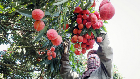 Vải thiều Thanh Hà lần đầu lên sàn thương mại điện tử