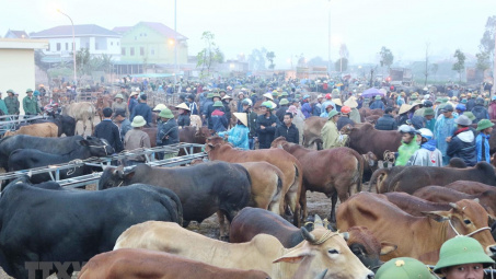 Xử lý nghiêm các trường hợp vận chuyển trái phép trâu, bò từ nước ngoài vào Việt Nam
