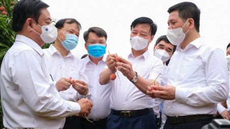 [Tin Ảnh] Vải thiều Thanh Hà "ra biển lớn"