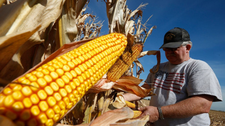 Trung Quốc tăng cường nhập khẩu ngô từ Hoa Kỳ