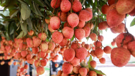 Vải thiều Việt Nam được ưa chuộng tại Nhật Bản
