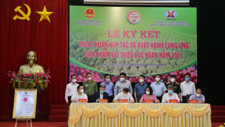 TKV hỗ trợ tiêu thụ gần 200 tấn vải thiều cho nông dân Bắc Giang
