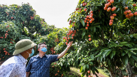 Hợp tác với các sàn thương mại điện tử, nhiều siêu thị chung tay hỗ trợ tiêu thụ vải thiều