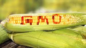 Mexico dự định cấm sử dụng ngô biến đổi gen trong thức ăn chăn nuôi