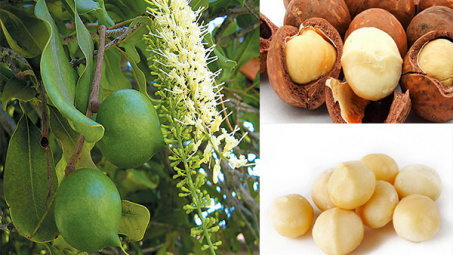 Đánh giá mức độ biến dị của các dòng vô tính Mắc ca ở các khảo nghiệm tại một số tỉnh miền Bắc