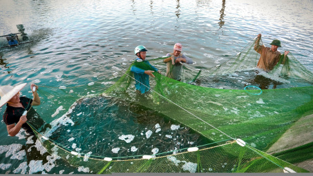 Chi Cục Thuỷ sản Thái Bình phát triển và bảo tồn nguồn lợi thuỷ sản theo hướng bền vững.