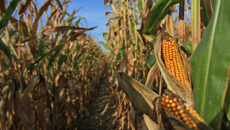 Hạn hán nghiêm trọng tại Hoa Kỳ có thể khiến giá ngô, đậu tương tăng lên