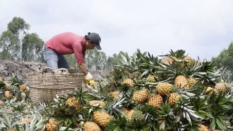 Phân bón Văn Điển: Mang hiệu quả vượt trội cho cây trồng vùng đất Thanh Hóa - Nghệ Tĩnh