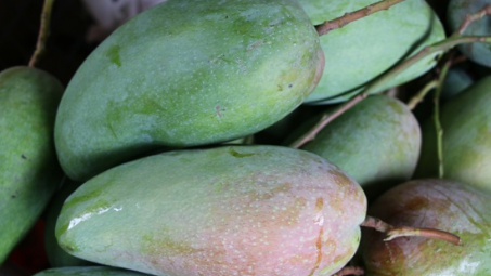 25 tấn xoài Sơn La đầu tiên được xuất khẩu sang thị trường Australia