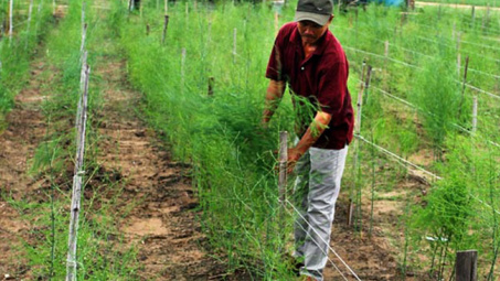 Những mô hình kinh tế hiệu quả ở vùng đồng bào dân tộc thiểu số