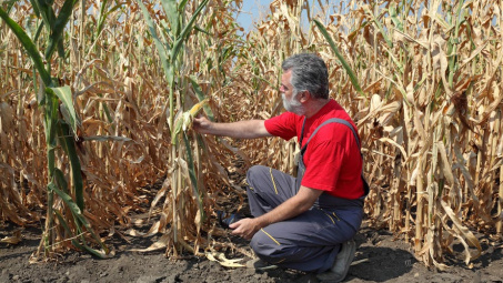 Giá lương thực toàn cầu tiệm cận mức cao nhất 10 năm, rủi ro lạm phát diện rộng tăng cao