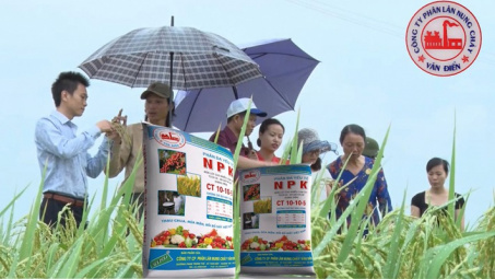 Phân bón NPK Văn Điển giúp cây lúa vụ mùa ở các tỉnh phía Bắc đạt hiệu quả vượt trội
