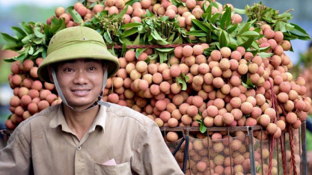 Khoảng 100.000 tấn vải đã được tiêu thụ