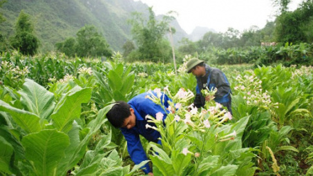 Ổn định, phát triển vùng nguyên liệu thuốc lá góp phần đẩy mạnh Chương trình Mục tiêu quốc gia Xây dựng nông thôn mới ở các tỉnh miền núi phía Bắc nước ta