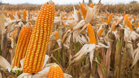 Giá ngô tăng kịch trần, giá đậu tương đạt đỉnh 2 tuần sau báo cáo của USDA