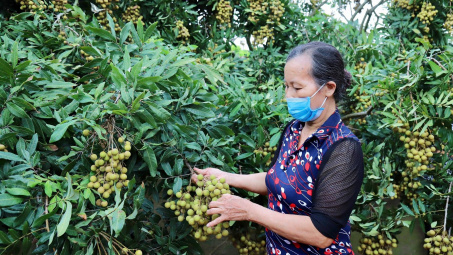 Kết nối cung cầu, tiêu thụ nhãn và nông sản tỉnh Hưng Yên quy mô toàn cầu