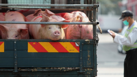 Giá thịt lợn tại Trung Quốc chạm đáy, giảm hơn 60% từ đầu năm đến nay