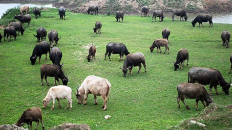 Khoa học - công nghệ tạo ra nhiều mô hình kinh tế hiệu quả