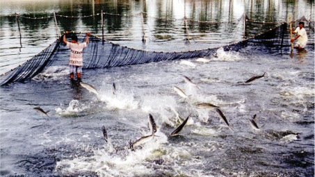 Hỗ trợ xây dựng kết cấu hạ tầng vùng nguyên liệu thủy sản