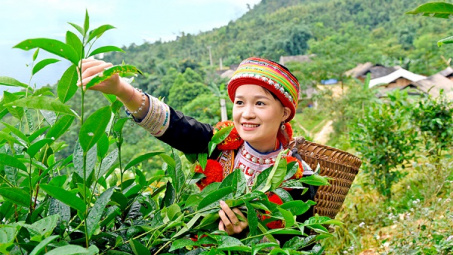 Phân bón Văn Điển: Cùng nông dân làm giàu trên vùng đất Tuyên Quang