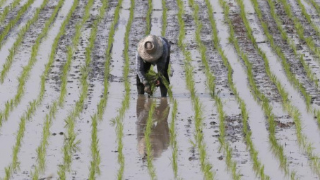 Giá gạo xuất khẩu Thái Lan chạm mức thấp nhất kể từ năm 2019