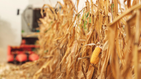 Giá nông sản thế giới sụt giảm trước nhiều thông tin trái chiều