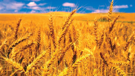 FAO dự báo dự trữ ngũ cốc thế giới tăng lần đầu sau 4 năm