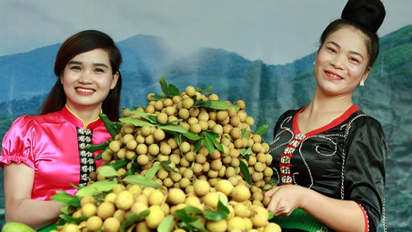 Phân bón Văn Điển đồng hành cùng nông dân Sơn La đón những mùa vụ bội thu