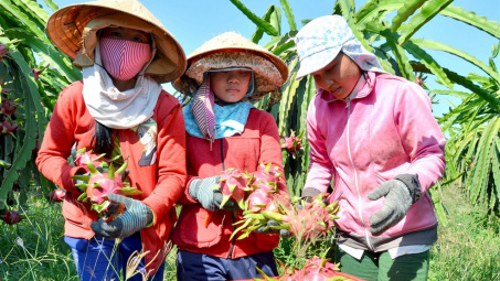 Xuất khẩu thanh long: Đa dạng hóa sản phẩm để giải tỏa sức ép cạnh tranh