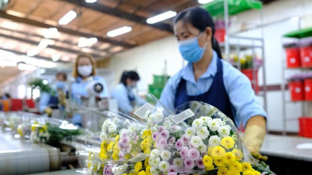 100 triệu cành hoa ở Lâm Đồng cần được hỗ trợ tiêu thụ