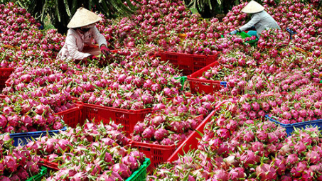 Kết nối tiêu thụ một số mặt hàng nông sản Long An