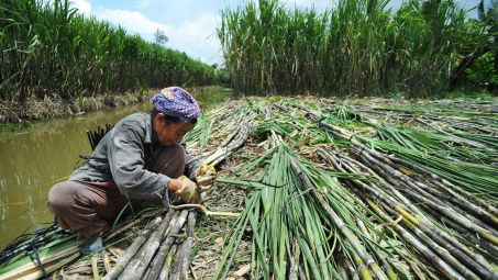 Ngành sản xuất trong nước cáo buộc đường mía Thái Lan lẩn tránh thuế phòng vệ thương mại