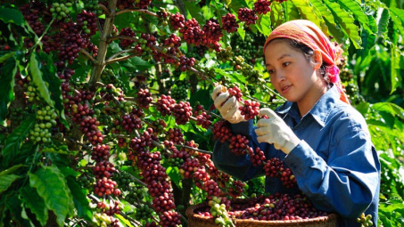 Chưa đáp ứng được tiêu chuẩn về chất lượng, xuất khẩu cà phê sang Anh giảm