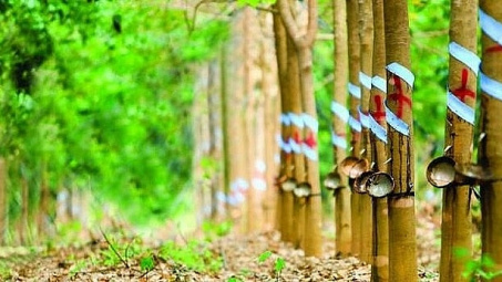 Xuất khẩu cao su sang Ấn Độ tăng trưởng mạnh cả về lượng và trị giá
