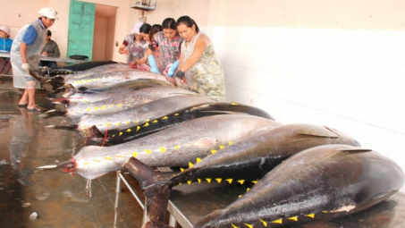 Xuất khẩu cá ngừ sang EU tăng mạnh nhờ “đòn bẩy” EVFTA