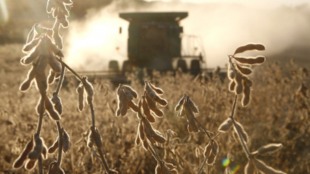 Nhu cầu nhập khẩu đậu tương của Trung Quốc có thể tăng đột biến trong ngắn hạn