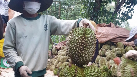 Hàng chục ngàn tấn bơ, sầu riêng Tây Nguyên được tiêu thụ qua sàn thương mại, siêu thị